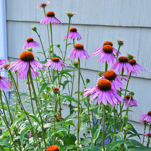 Echinacea plant